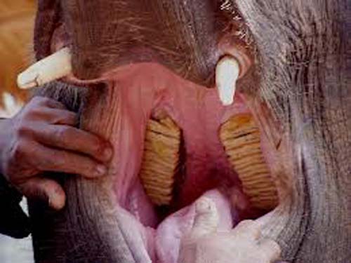 Proboscidea 4.jpg