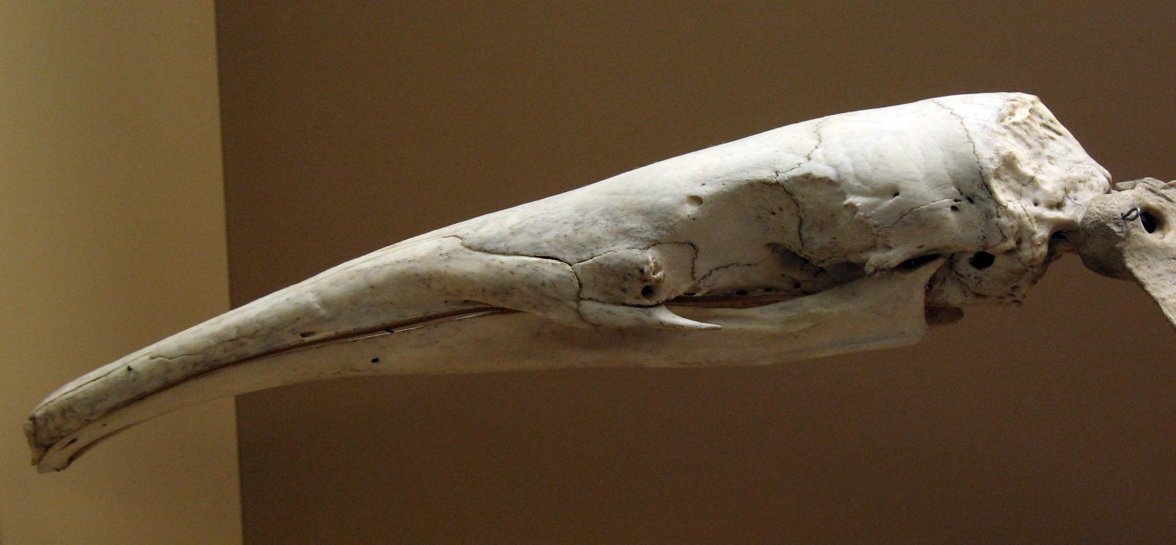 Muravied paleo.jpg
