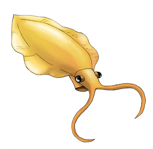 Nectocaris pteryx.jpg