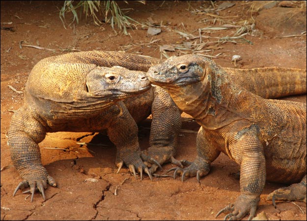 Varanus komodoensis 14.jpg