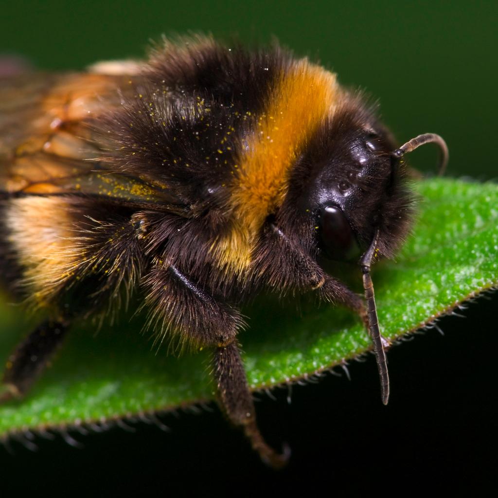 Bombus 12.jpg