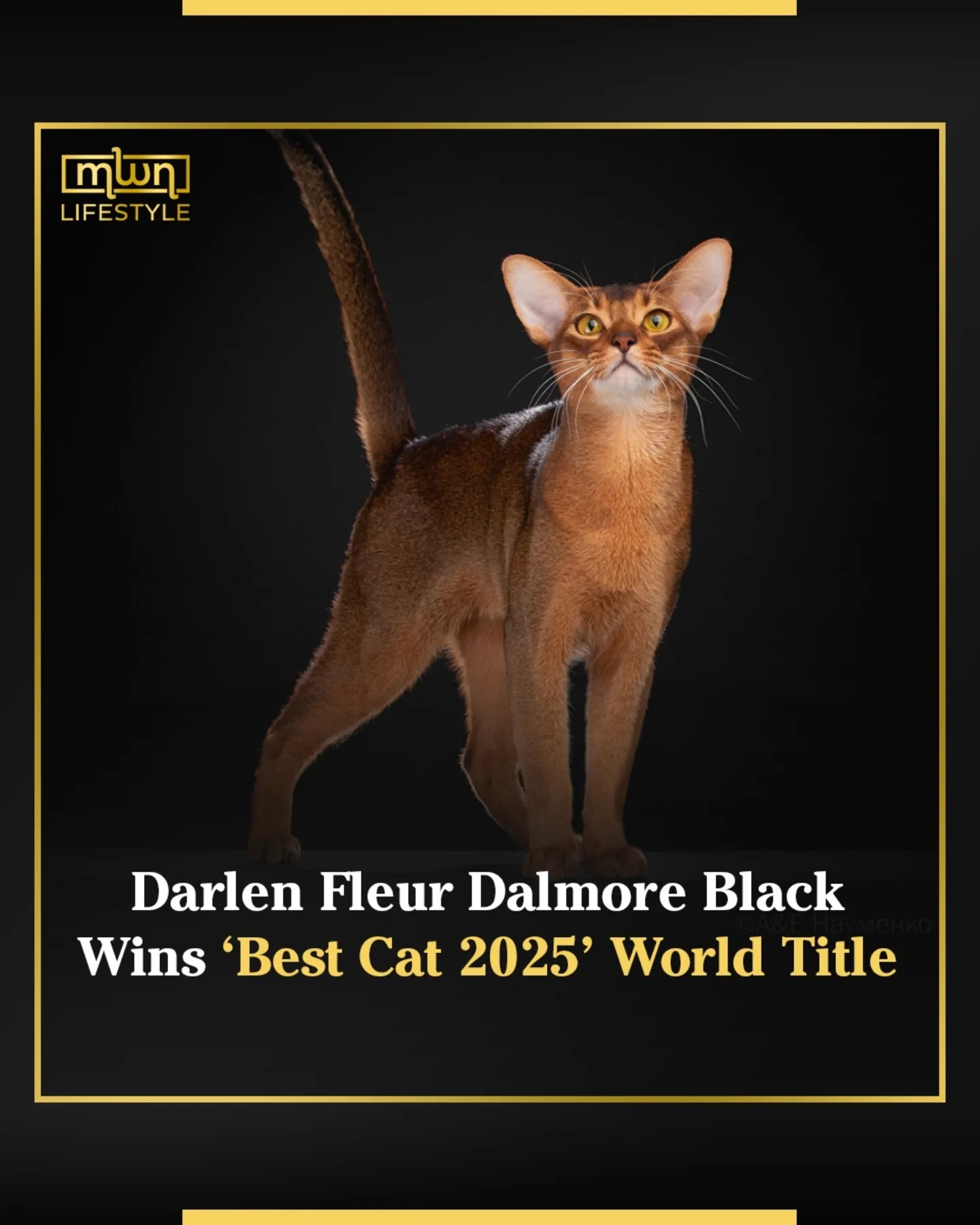 Файл:Darlen Fleur Dalmore Black.jpg