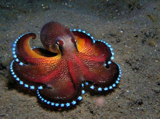 Octopoda 3.jpg