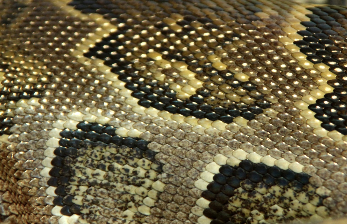 Serpentes 2.jpg