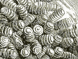 Личинки G. intestinalis в желудке лошади