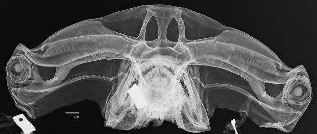 Sphyrnidae 1.jpeg