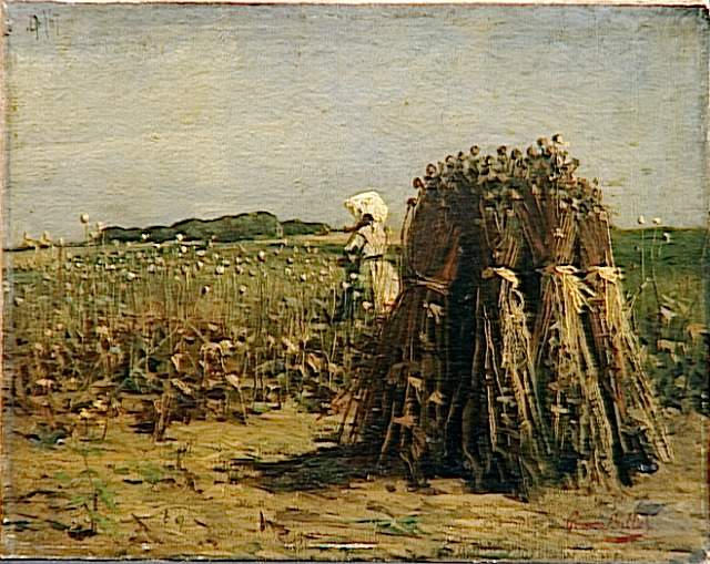 Поле маков (Лилль)