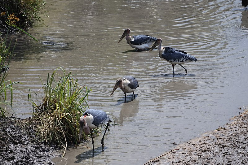 Birds of Kenya 01.jpg