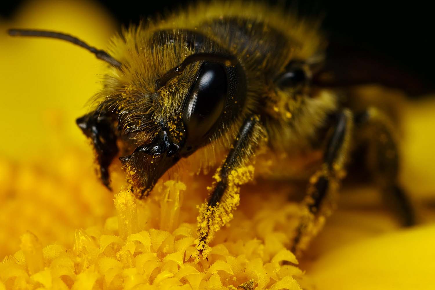 Bombus 16.jpg