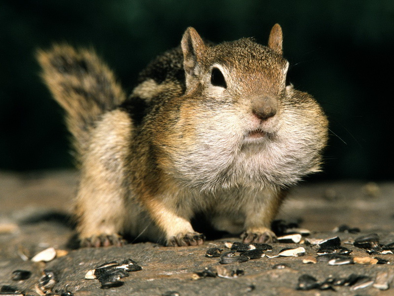 Rodentia.jpg