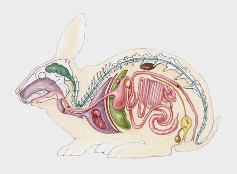 Lagomorpha 2.JPG