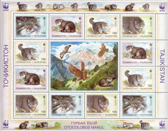 Manul fil.jpeg