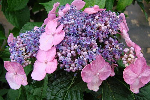 Hydrangea 2.jpg