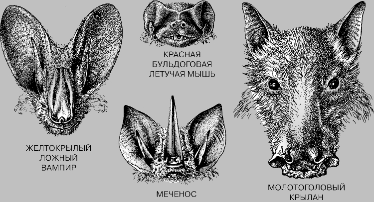 Chiroptera 1.jpg