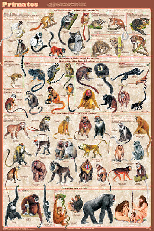 Primates.jpg