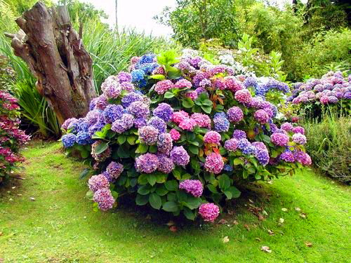 Hydrangea 1.jpg