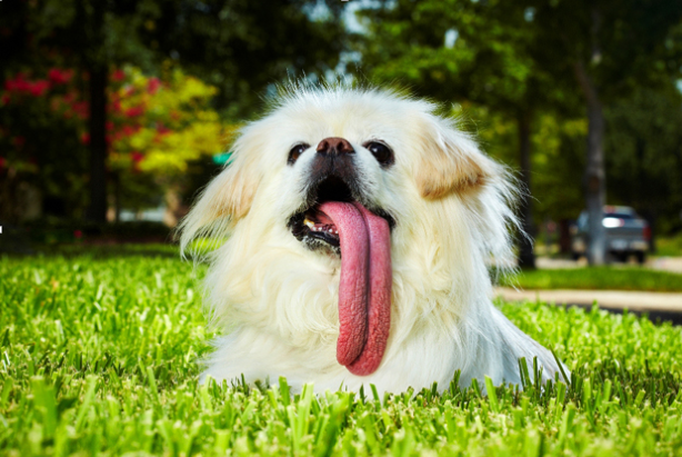 Файл:Puggy-longest-tongue.png