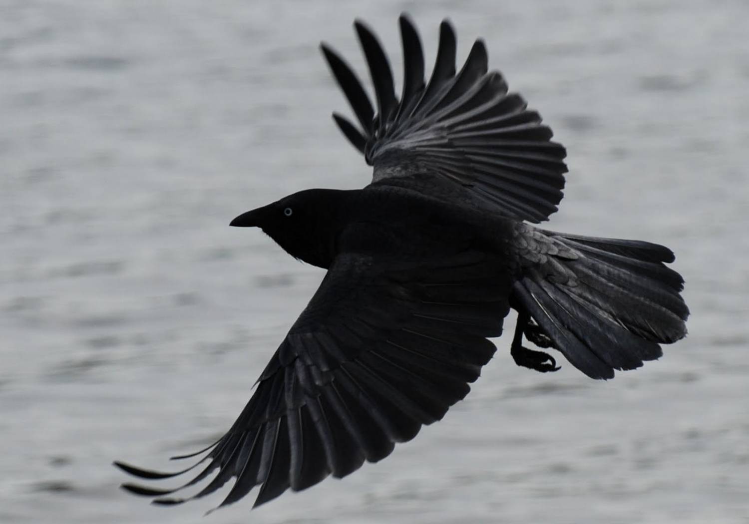 Corvus 2.jpg