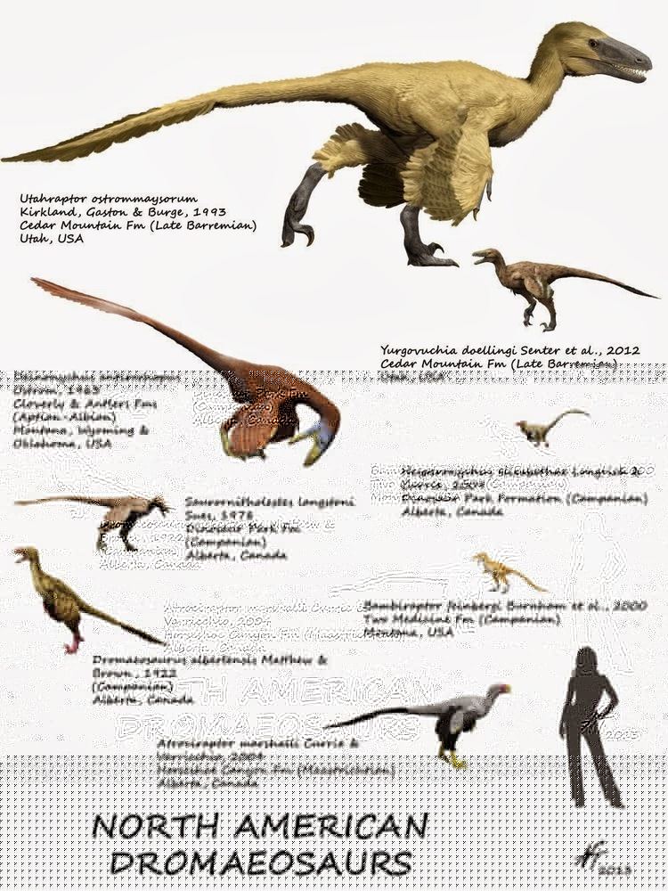 Dromaeosauridae-ed788ae0-a538-415f-8811-4a22f4b2755-resize-750.jpeg