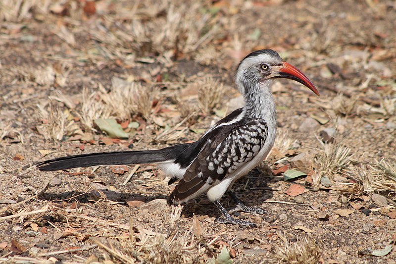 Red-billed hornbill (7827287244).jpg