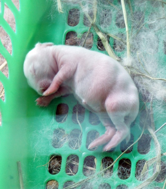 Lagomorpha 10.jpg