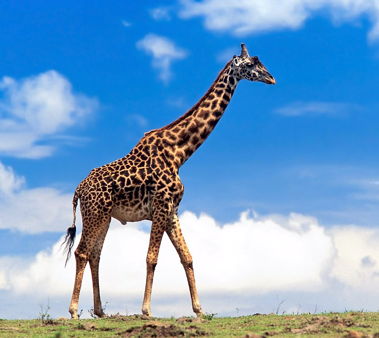 Giraffa 6.jpg