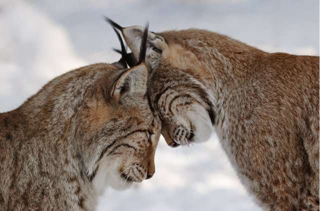Lynx 11.jpg