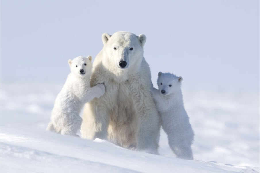 Ursus maritimus 3.jpg