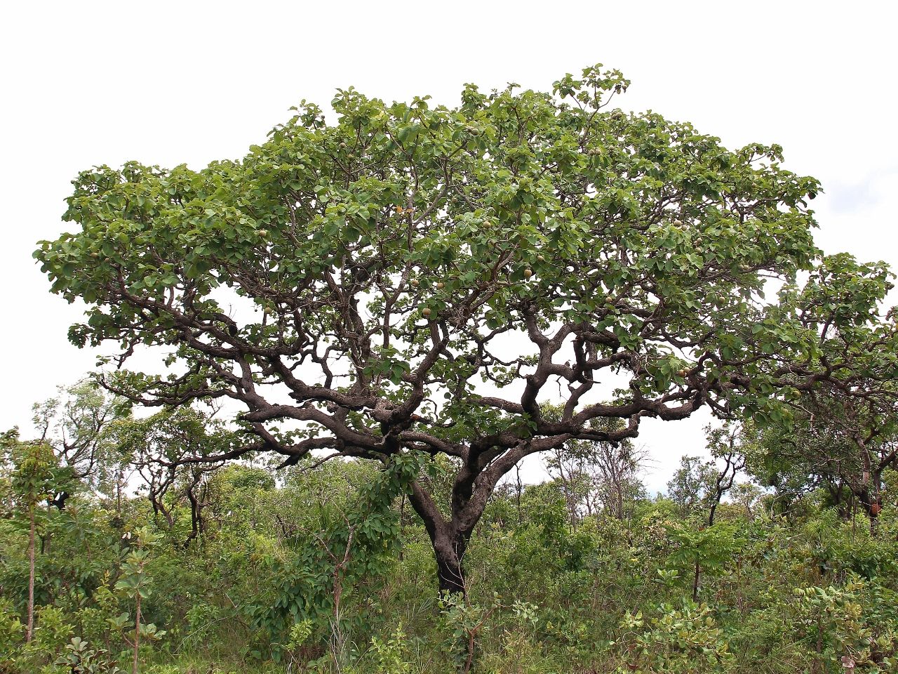 Caryocar brasiliense 2.jpg
