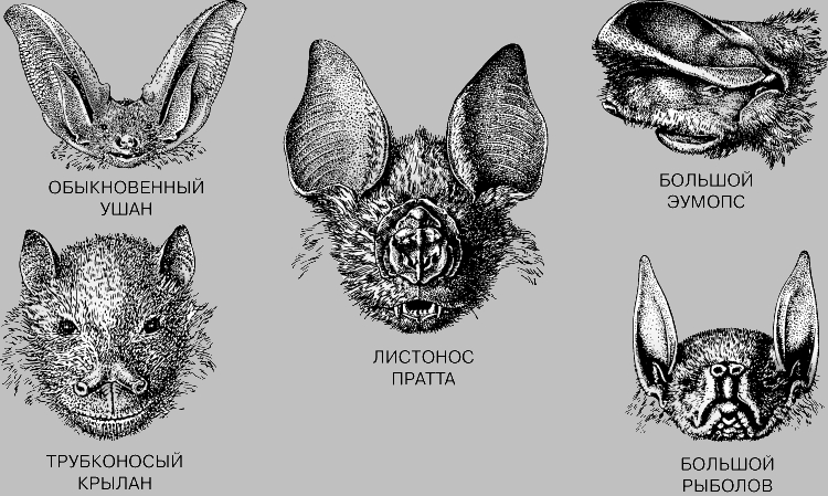 Chiroptera.jpg