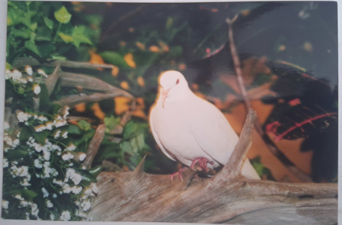 Файл:Sugar-oldest-dove.jpg