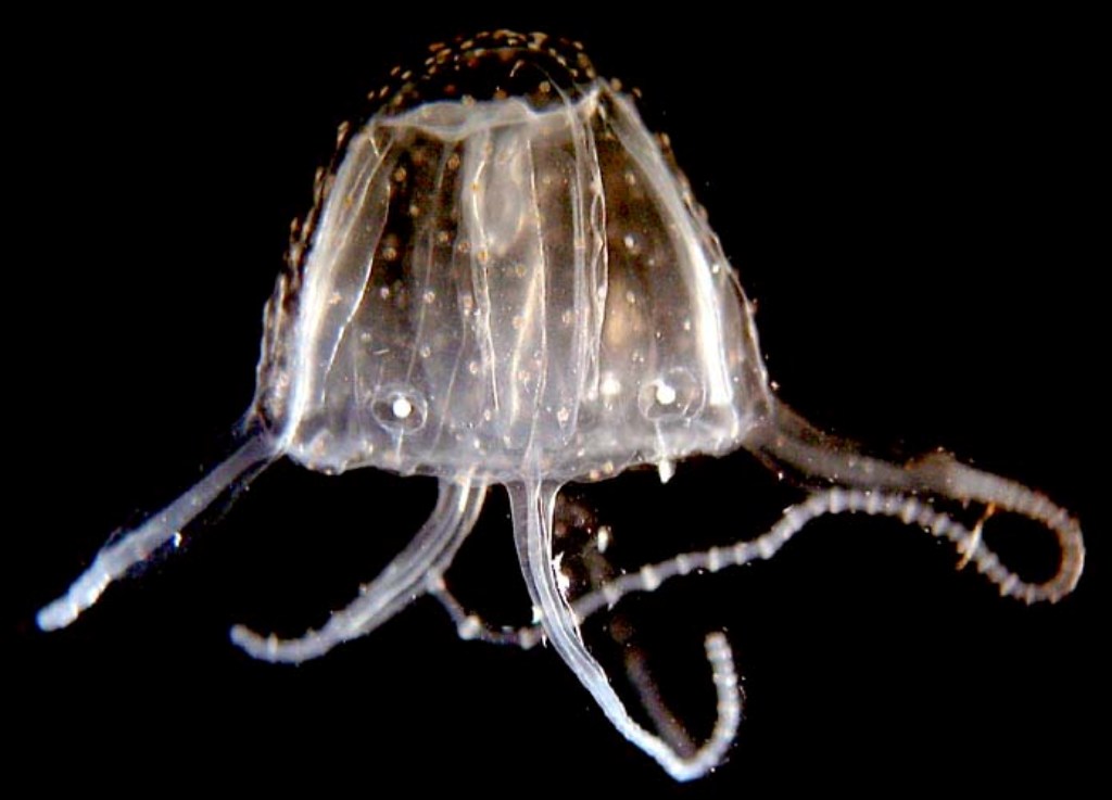 Carukia 1.jpg