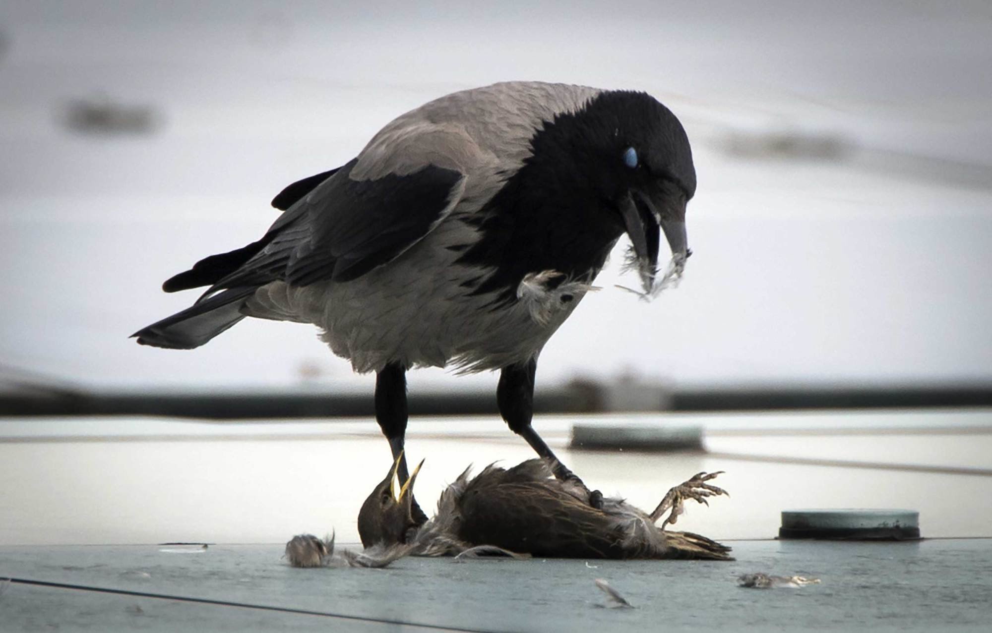 50-most-suprising-animal-photographs-2014-34.jpg
