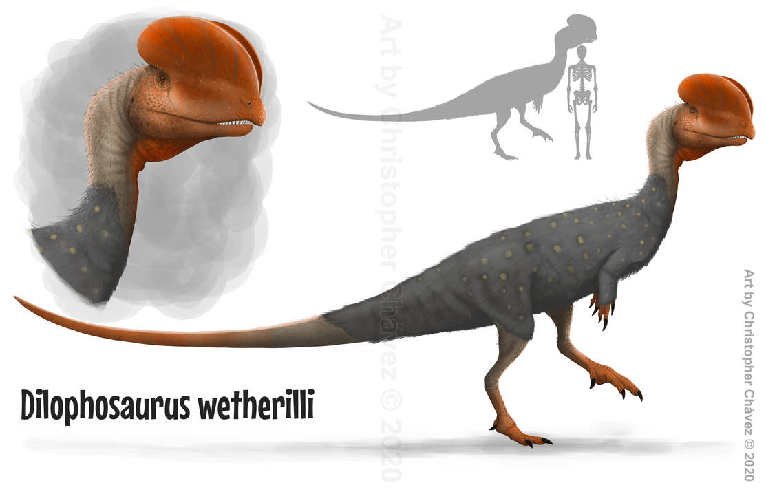 Dilophosaurus wetherilli by christopher252 de1ye58-pre.jpg