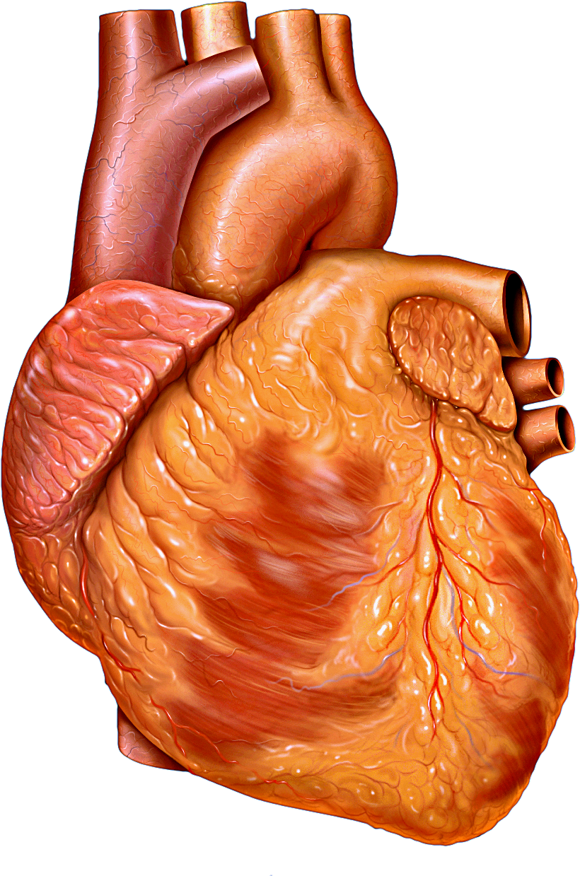 Файл:Heart anterior exterior view.png