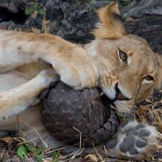 Pangolin 7.jpg