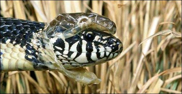 Serpentes 8.jpg