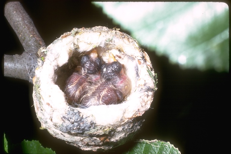Trochilidae 6.jpeg