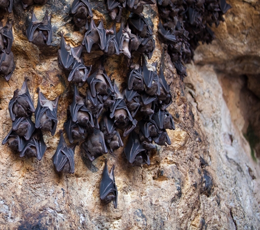 Chiroptera 9.jpg