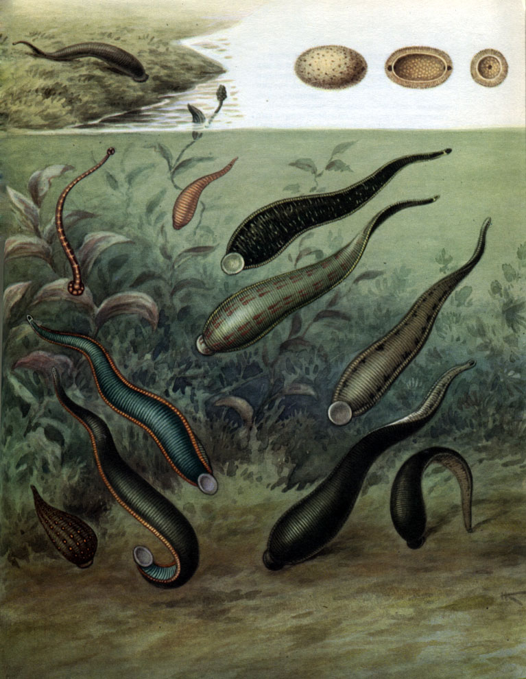 Hirudinea 1.jpg