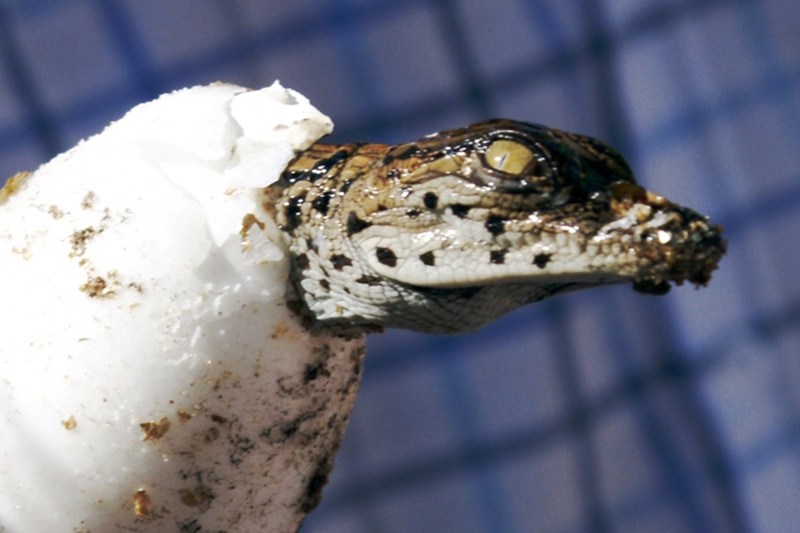 Reptilia 10.jpg
