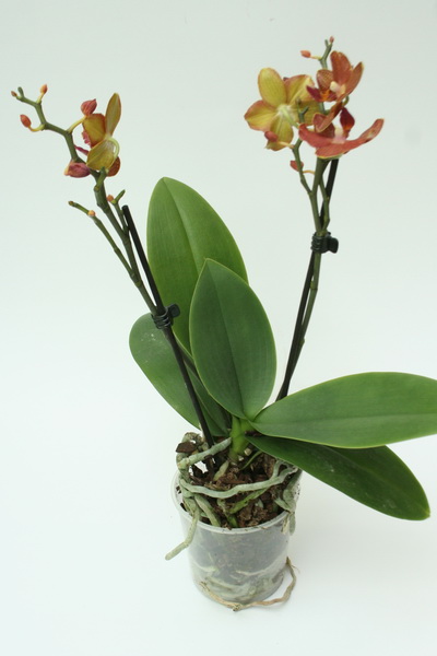 Phalaenopsis 4.jpg