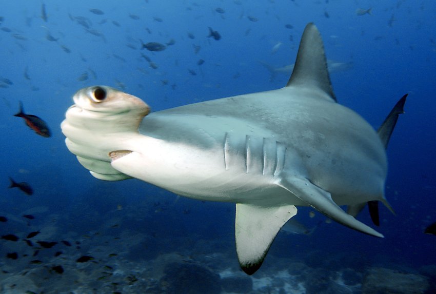 Sphyrnidae 6.jpg