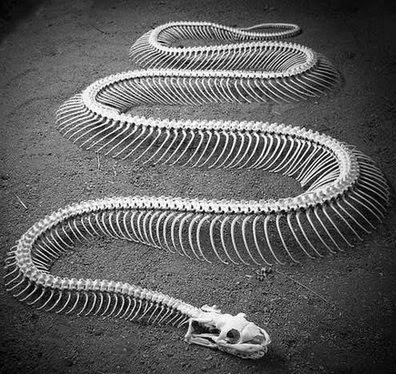 Serpentes 1.jpg