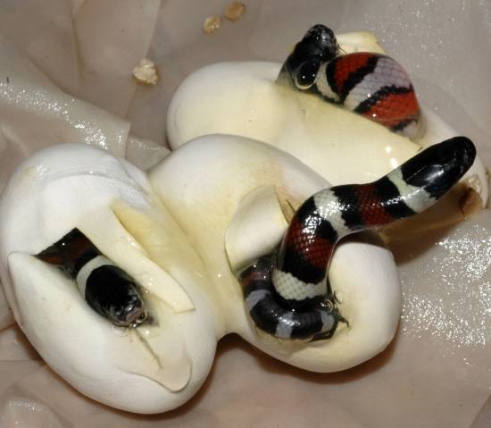 Serpentes 7.jpg