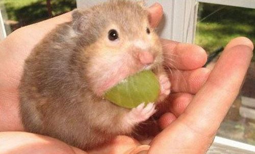 Rodentia 9.jpg