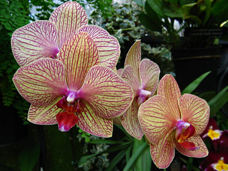 Phalaenopsis 3.jpg