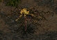 Tiberian Floater (Tiberian Sun).jpg
