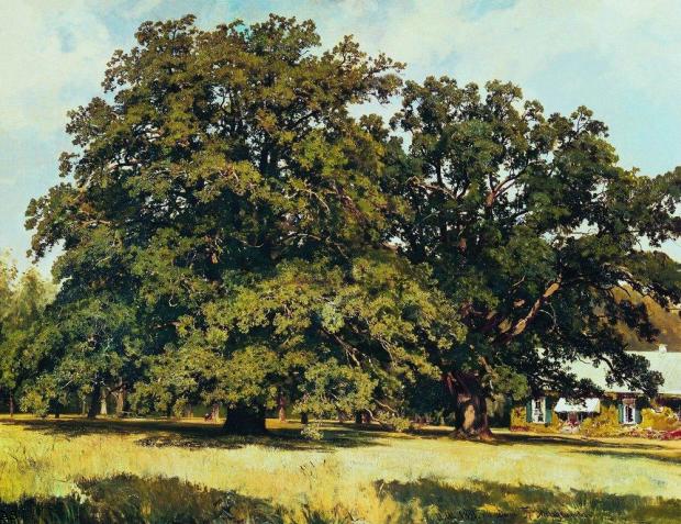 Мордвиновские дубы. 1891