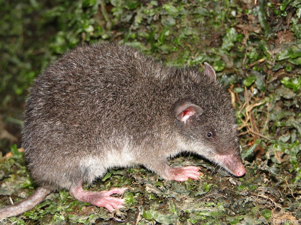 Caenolestidae 2.jpg